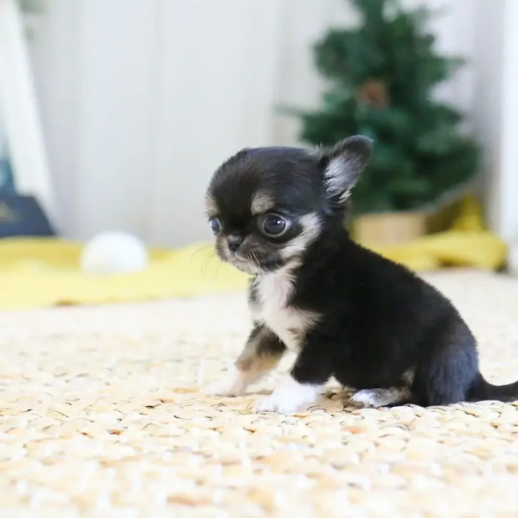 chihuahua puppies for sale